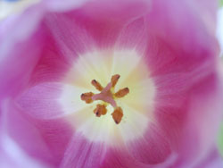 Rosa Blüte